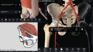 Артерии таза