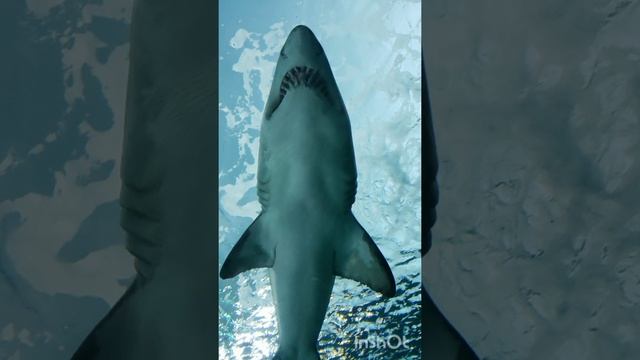 Невероятный факт: акулы древнее деревьев!!! смотреть онлайн