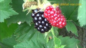 Ежемалина Марион (Marionberry).