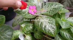 time to breeding ( episcia puppy love, my precious, dkk)