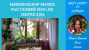 МИНИОБЗОР МОИХ РАСТЕНИЙ ПОСЛЕ ПЕРЕЕЗДА 06.09.2023