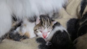 Newborn cute kittens