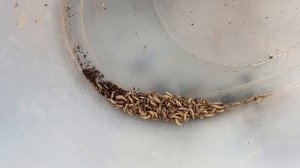 Как просто развести опарышей для рыбалки в домашних условиях, а потом сохранить!