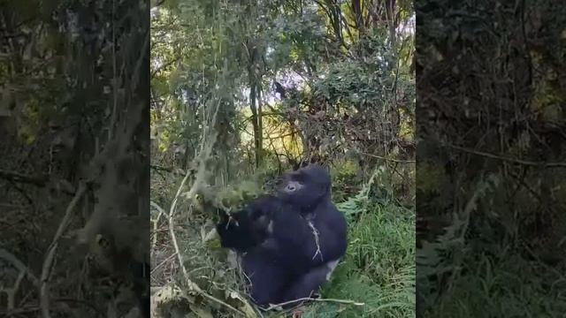 Mountain Gorilla Feeding Tranquil Safaris, #gorilla #wildlifephotography #wildlife #tranquility