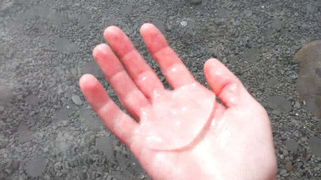 Медузы Чёрного моря