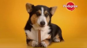 Pedigree Dentastix RUS