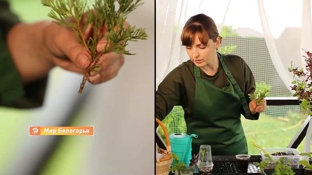 Как размножать растения черенками