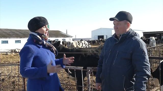 Энергетическая кормовая добавка Промелакт для увеличения надоев у коров смотреть онлайн