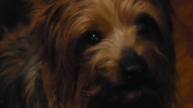 Гучик говорит мама)))) смотреть онлайн