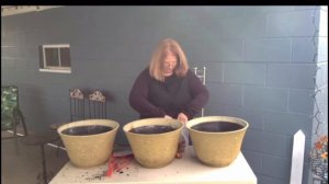 Planting Tulips in Containers: Four Varieties