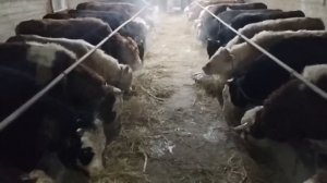 Откорм бычков. Это должен знать каждый фермер.