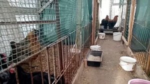 Пропоила кур Левамизолом. Цены на комбикорм.