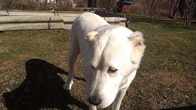 Алабай. Полтора года. Как кормлю. смотреть онлайн