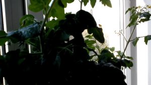 Чудо на окошке))) Выращиваем томаты дома