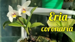 Eria coronaria первое домашнее цветение