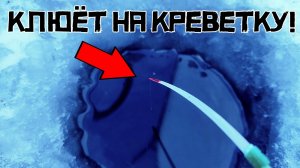 ВСКРЫЛ СТАРЫЙ КОТЛОВАН и закормил креветкой ЛУНКИ! Клюнет ли КРУПНЯК