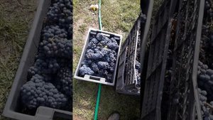 Фронтиньяк,Маршал Фош и Августа.Отделение гребней и дробление.