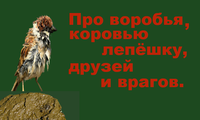 Басни про воробьев. Притча про воробья и коровью лепешку. Притча про птичку и коровью лепешку. Анекдот про воробья и коровью лепешку. Притча про воробья и коровью.