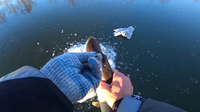 Щедрый ПЕРВЫЙ ЛЁД НА РЕКЕ! Ловля щуки на балансир. Зимняя рыбалка 2020-2021. смотреть онлайн