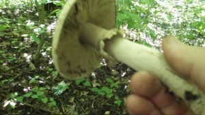 ЛЕСНОЙ ШАМПИНЬОН .