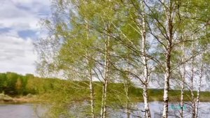 "Где берёзоньки шумят" (А.Чугайкиной) исп.  М.Мельник