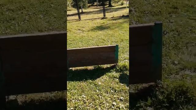 Выгул собак в парке//на площадке//в городе смотреть онлайн