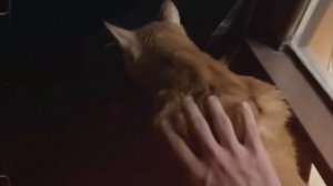 🖤😕😭😔 мы будем помнить симбу старшего и симбу младшего 😔