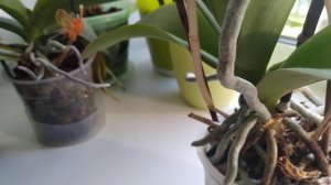 как отличить корни от цветоноса у орхидеи