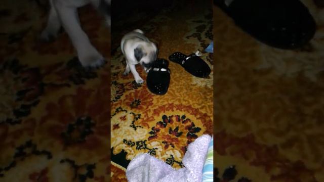 смешной пес смотреть онлайн