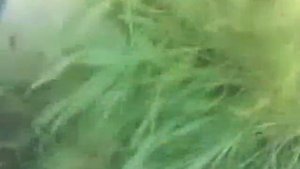 мотоблок ZIRKA SH-41A c сегментной косилкой