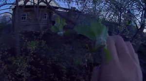 Груша на биогумусе. Груша сорт Северянка. Выращивание груш в Челябинске. Мой отзыв о сорте Северянк