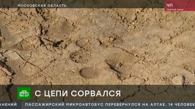 ротвейлер спасли девочку