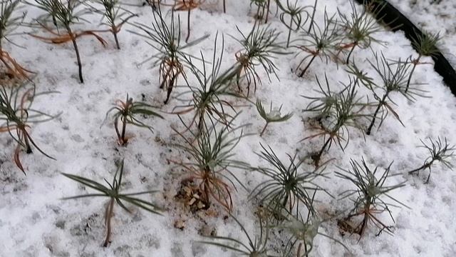 Мои сеянцы Кедровой сосны уходят под снег 20.11.2021