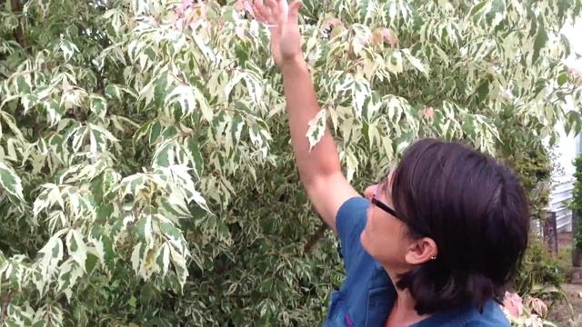Flamingo Maple Tree Grafted - Stunning Pink Flush (Acer negundo) смотреть онлайн