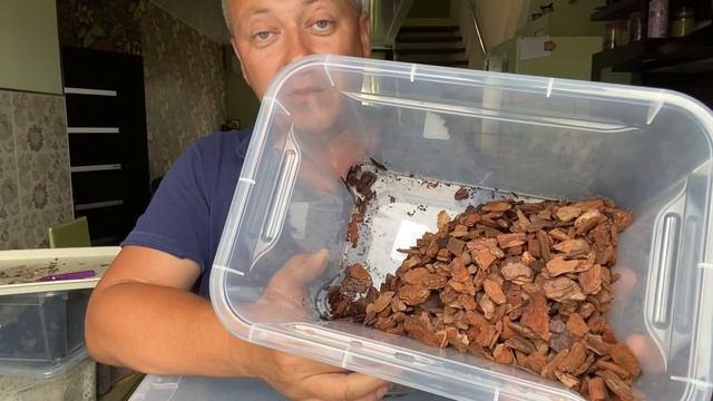 ОРХИДЕЯ пересадка АЛКОГОЛИЧКИ корни орхидеи в ПОЛУорганический грунт