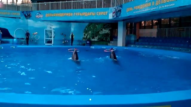 Дельфины эмоции до слез!!! смотреть онлайн