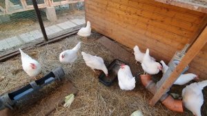 Куры не несутся? Простые способы получить яйца! Сокращаем линьку у кур осенью!