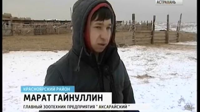 Астраханские животноводы опасаются нападения волков на овечьи стада смотреть онлайн