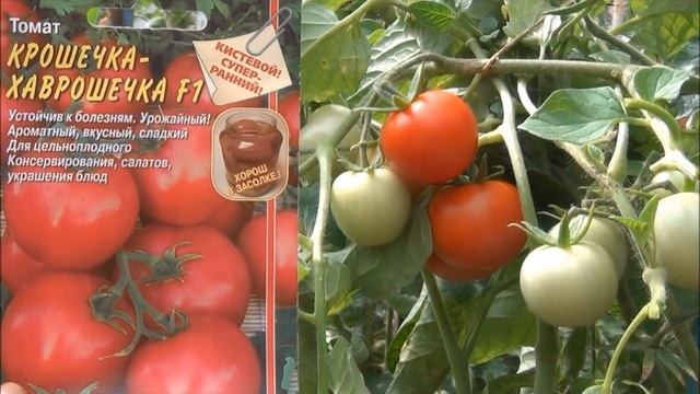 Урожайные сорта ТОМАТОВ: в семенах и в реальности смотреть онлайн