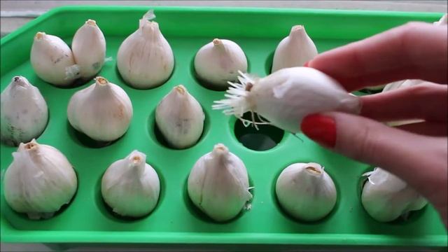 ВЫРАЩИВАНИЕ ЗЕЛЕНОГО ЛУКА В ДОМАШНИХ УСЛОВИЯХ, КАК ВЫРОС ЗЕЛЕНЫЙ ЛУК ЗА 3 НЕДЕЛИ, ЗЕЛЕНЫЙ ЛУЧЕК ДОМ смотреть онлайн