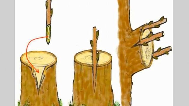 Как прививать плодовые деревья / Лучшие способы прививки плодовых деревьев смотреть онлайн