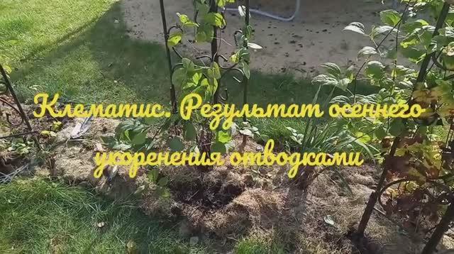 Клематис, результат осеннего размножения отводками