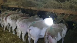 Дорпер бараны производители на нашей ферме #dorper #dorpersheep #семейнаяферма #дорпер