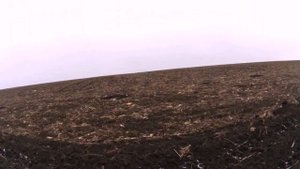 Спрингер спаниель ПР. Охота, как она есть. Ассорти.