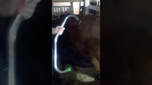 Антибрык и нозальные щипцы для КРС