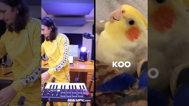 The Kiffness X Ginger The Cockatiel - Kookee Kookee (CLUB ANTHEM)