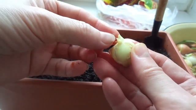 Грядка на окне, посадила лук на зелень)) 1 часть. смотреть онлайн