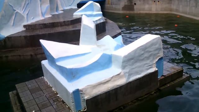 Белый медведь в Нском зоопарке смотреть онлайн