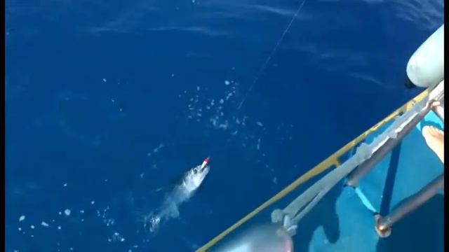 Рыбалка на Кипре, Кирилл и Никита, июль 2012 г. смотреть онлайн