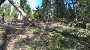 КАПИТАЛЬНО ПРИГОТОВИЛСЯ. НАЧАЛО СТРОИТЕЛЬСТВА ЗИМОВЬЯ, ИЗБЫ В ОДИНОЧКУ. ШКУРИМ ПЕРВЫЕ ВЕНЦЫ.mp4